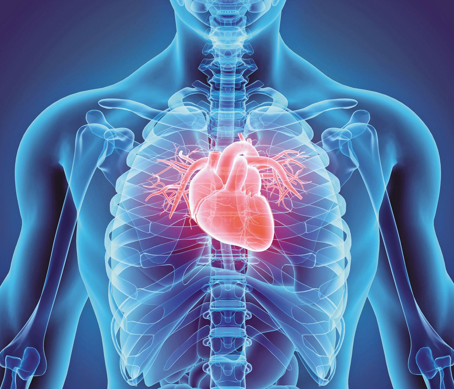 Gut Heart Connection
