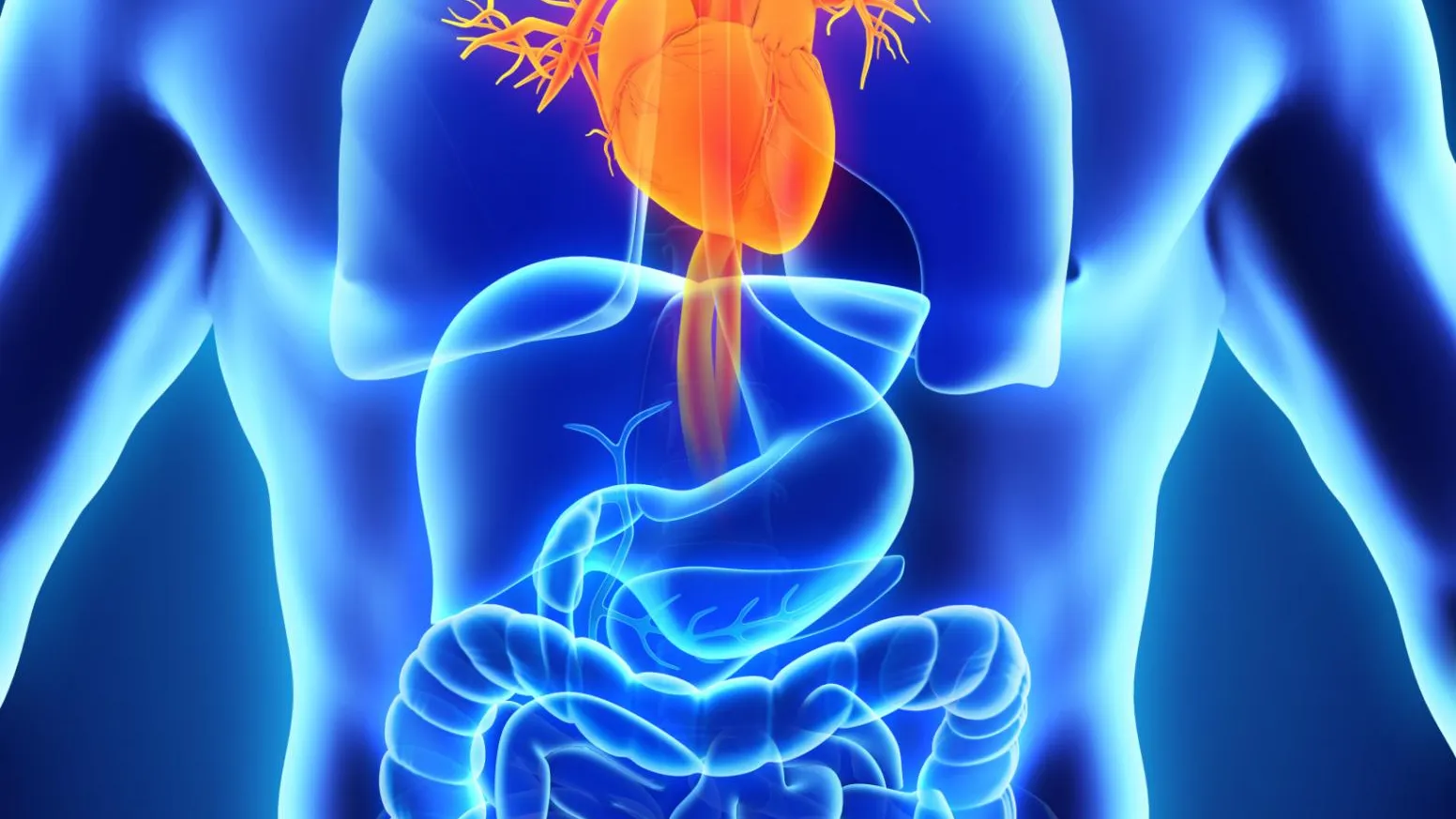Gut-Heart Connection