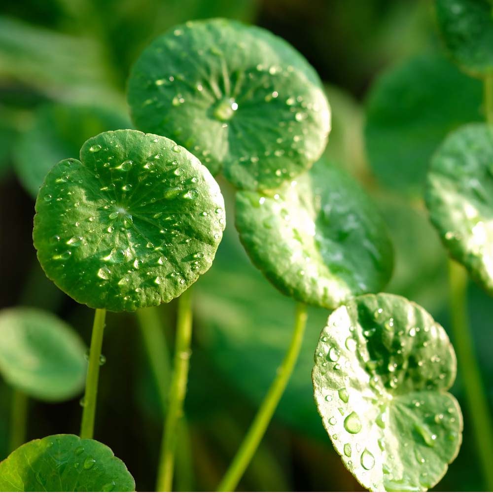 Crema alla Centella Asiatica