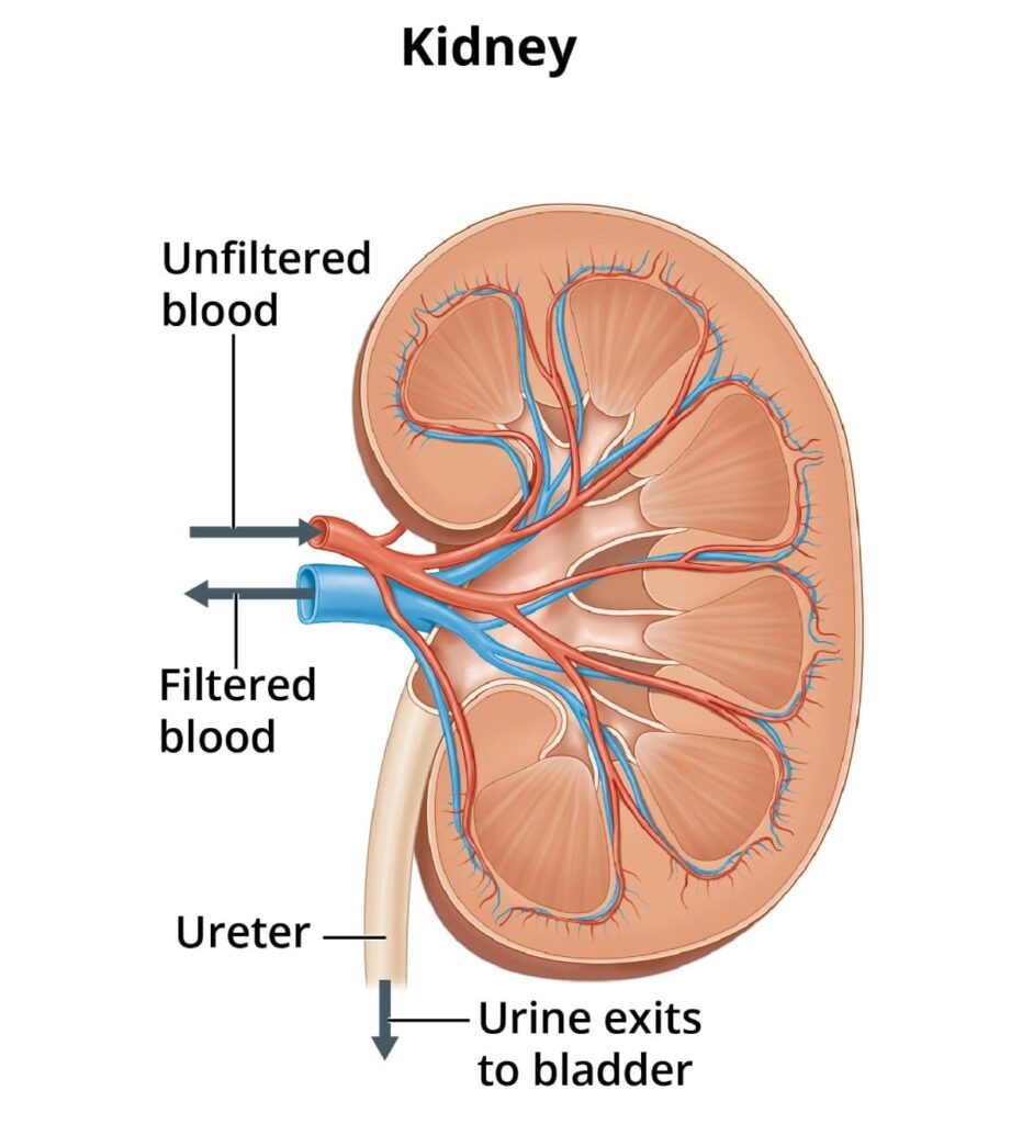kidney disease