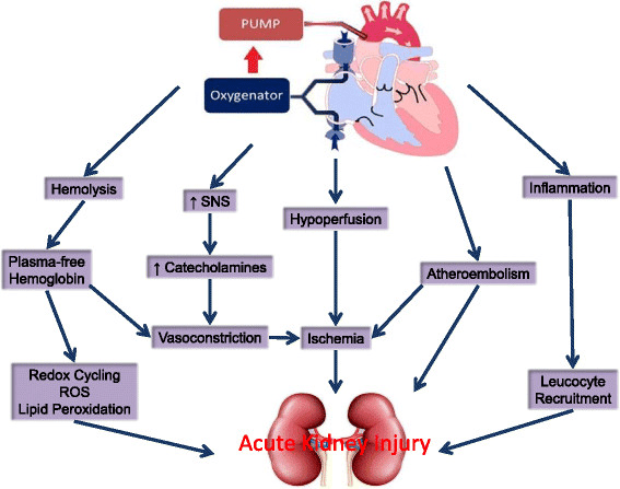 Acute Kidney Disease